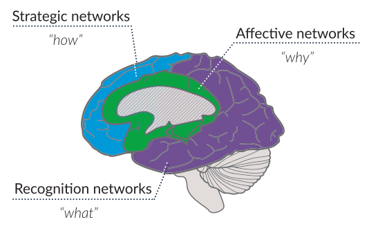 UDL and the Learning Brain